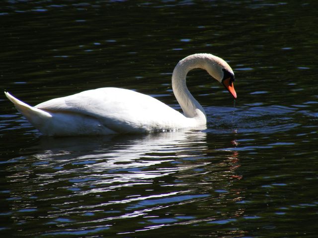 łabędź