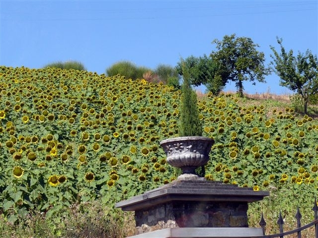 słoneczniki w Toskanii