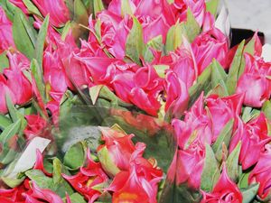 tulipanki