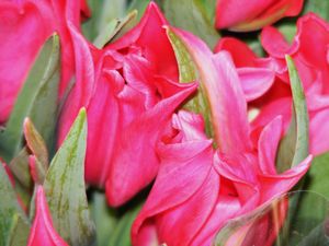 tulipanki