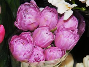 tulipanki