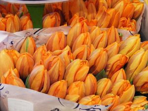 tulipanki