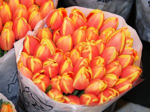 tulipanki
