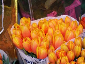 tulipanki