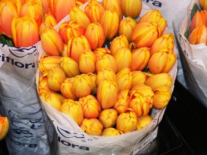 tulipanki