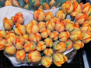 tulipanki
