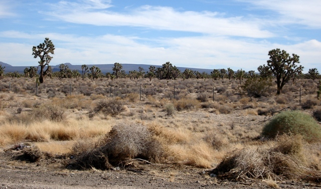 Mojave