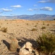 Mesquite