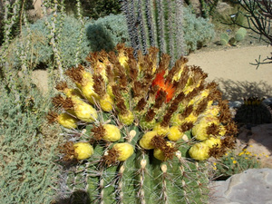 Las Vegas
