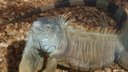Kopia iguana
