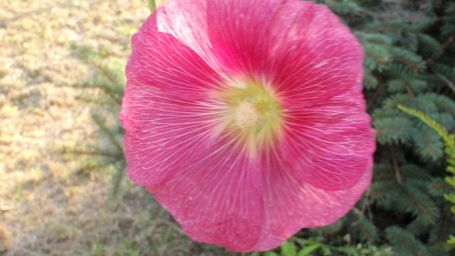 Obraz 283