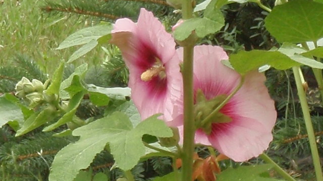P6280067