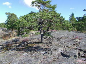 Bomarsund - sosenka wyrastająca ze skały