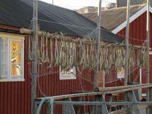 Nusfjord i stockfishe
