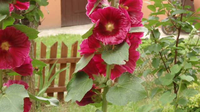 Obraz 044