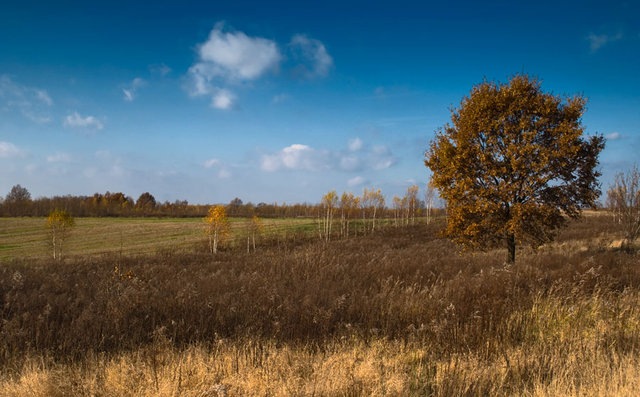 pejzaż 
