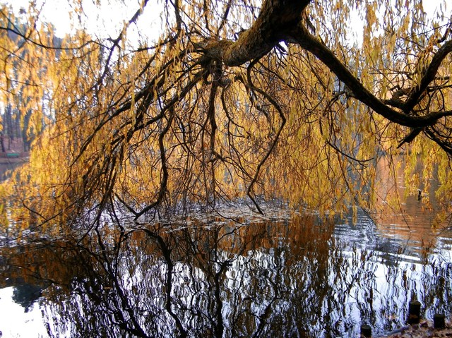 Arkoński Park Leśny