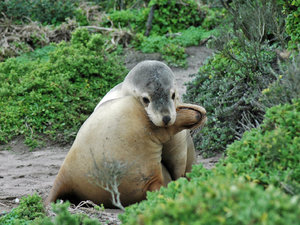 Foki na Kangaroo Island, SA