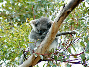 Koala na Kangaroo Island, SA