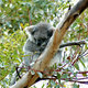 Koala na Kangaroo Island, SA