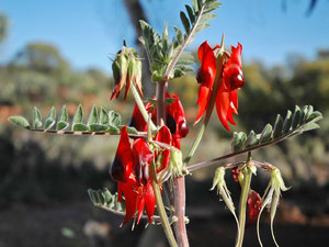 Pustynna roslinnosc Outbacku