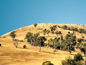 Drzewa umierają stojąc dzięki  brakowi  wody - typowe  w Australii