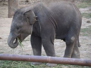 Ośrodek hodowli słoni -  największy smyk wsród małych słoni