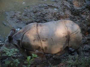 Nosorożec indyjski przy bagienku