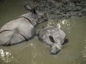 Nosorożce indyjskie w kąpieli