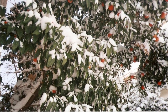 Pomarancze zasypane sniegiem...