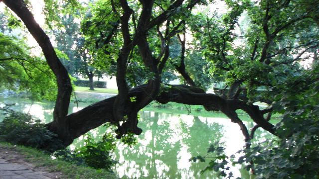 Drzewo nad fosą