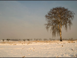 pejzaż