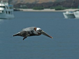 Pelikan, Galapagos
