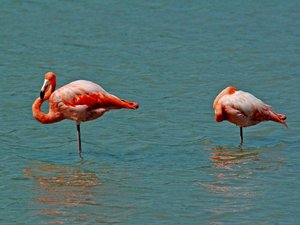 Flamingi na Floreanie, Galapagos