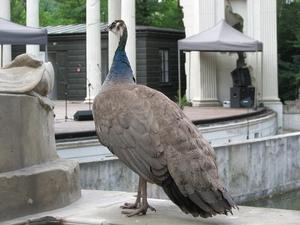 Łazienkowska "pawica", cz.2