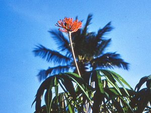 Dar es Salaam - miejscowa fauna