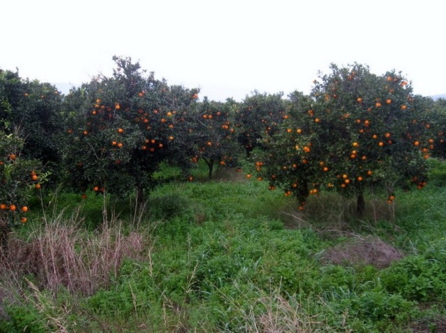 Sady mandarynek i pomaranczy.