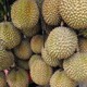 owoc śmierdzącego lecz w srodku pysznego Duriana