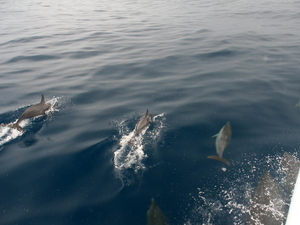 Prowadziły nas delfiny:)
