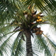 Kokosowy raj:)