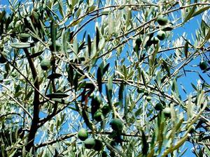 Drzewo oliwne