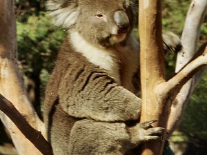 Tasmania - rezerwat Bonorong -  koala  pozuje