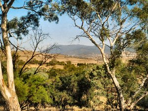 Tasmania - rezerwat Bonorong