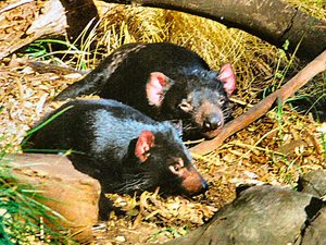 Tasmania - rezerwat Bonorong -  para  diabłów przed  wrzaskiem