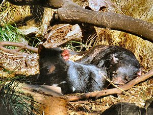 Tasmania - rezerwat Bonorong -  zta sama  para pozuje