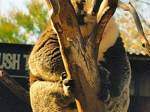 Tasmania - rezerwat Bonorong -  towarzyska koala