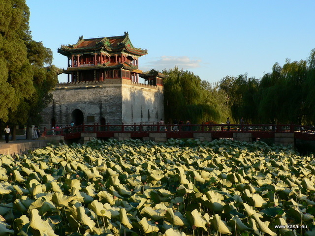 Pekin Pałac Letni lotosy