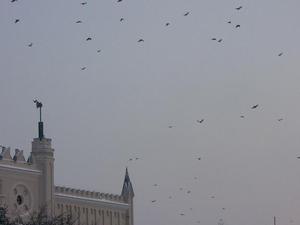 Ptaki