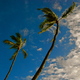 palmy na wietrze