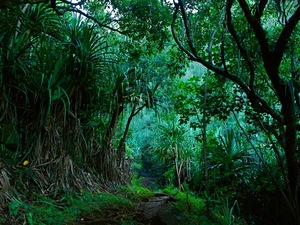 Na Pali trail